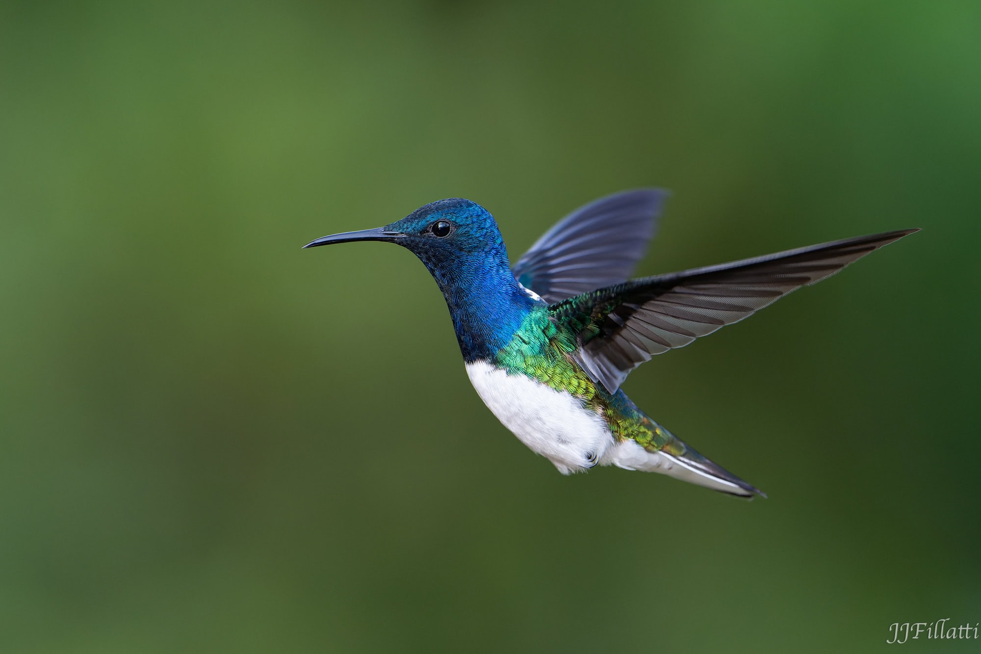 bird of colombia image 77